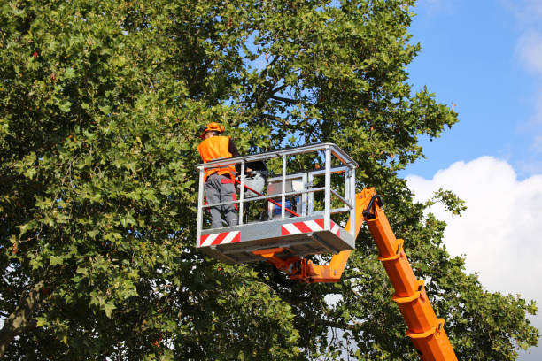 Pughtown, PA Tree Care  Company